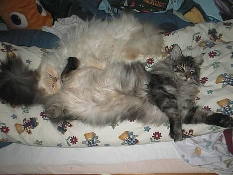 Maine Coon DK Maine Streams BENJAMIN - Min bedste ven Ludwig og mig, tager lige en lur, som vi plejer.. billede 9