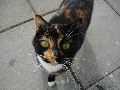 Blanding af racer FELINA billede 1