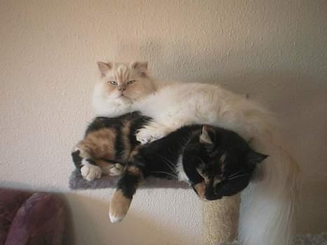 Blanding af racer FELINA billede 2