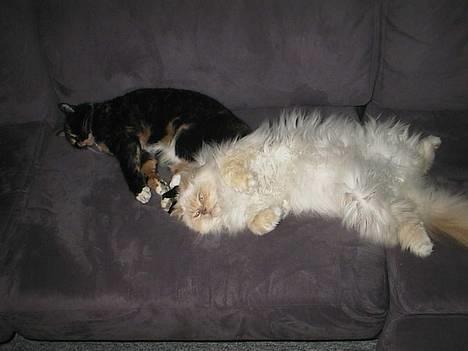 Blanding af racer FELINA billede 5