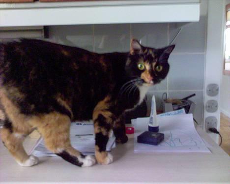 Blanding af racer FELINA billede 7