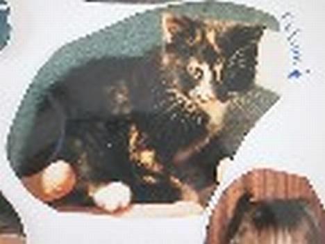 Blanding af racer FELINA - Felina som 12 ugers killing tilbage i 1999 billede 10