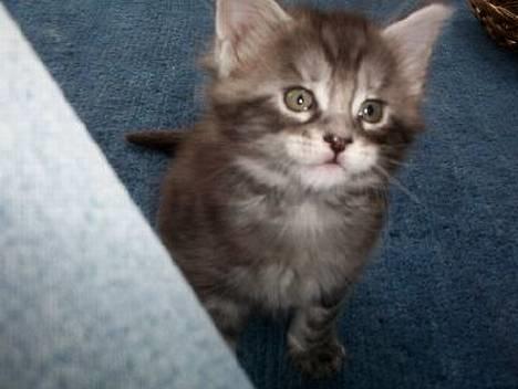 Maine Coon DK Maine Streams BENJAMIN - Hej der..! billede 10