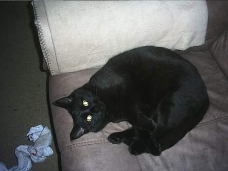 Blanding af racer loppen *aflivet d.15-4* - er hun ikke bare dejlig??? billede 8