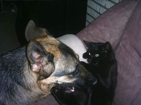 Blanding af racer loppen *aflivet d.15-4* - trille elsker bare loppen :-) billede 9