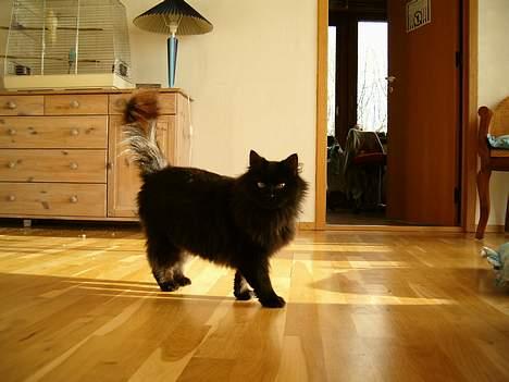 Norsk Skovkat Emma - Her er hun så "Taget på fersk Gerning! billede 1