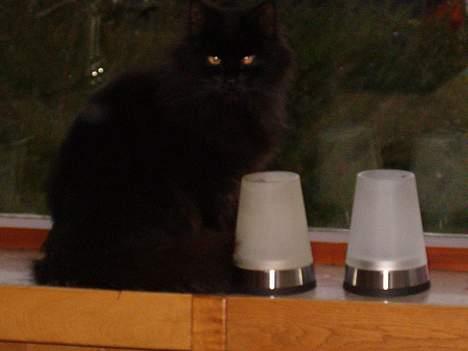 Norsk Skovkat Emma - Og i sit vindue... er hun ikke smuk? billede 2