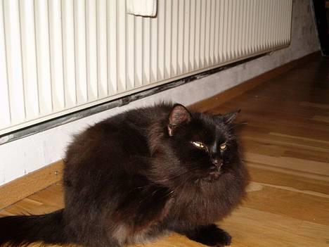 Norsk Skovkat Emma - Det klør! billede 4