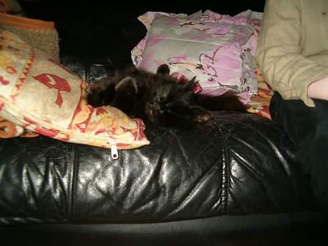 Norsk Skovkat Emma - NÅRRR!!! Vågn op tornerose! billede 6