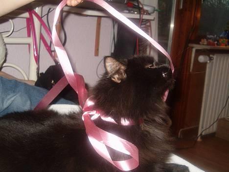 Norsk Skovkat Emma - En sløjfe er sjov at lege med :)  billede 7