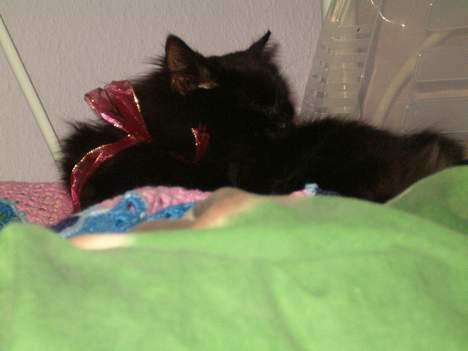 Norsk Skovkat Emma - En lille JULE-KAT med sløjfe på! billede 8