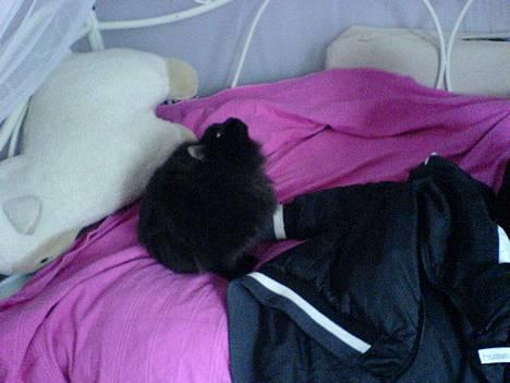 Norsk Skovkat Emma - Fjollede Misling <3 billede 9