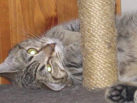 Blanding af racer O´Malley - O´Malley ligger og slænger på sit kradsetræ.. billede 1