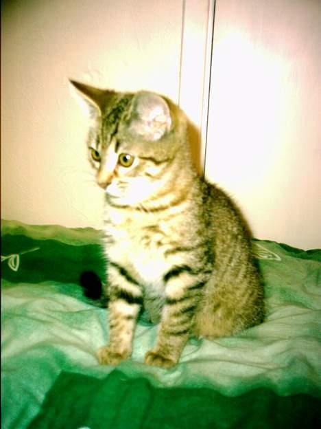 Blanding af racer O´Malley - O´Malley den dag jeg fik ham hjem. billede 2