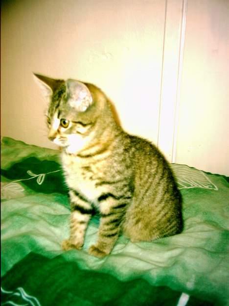 Blanding af racer O´Malley - Lille O´Malley billede 3