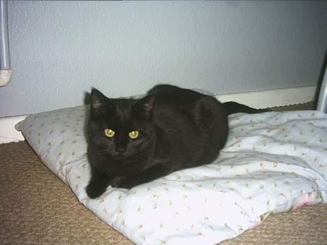 Blanding af racer loppen *aflivet d.15-4* billede 10