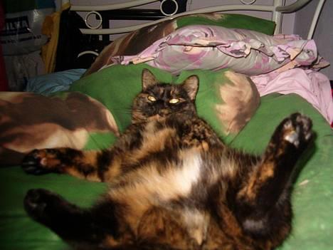 Blanding af racer Wilma - Ikke sprede ben kat! billede 1