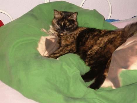 Blanding af racer Wilma - Og her ligger hun i MIN seng billede 3