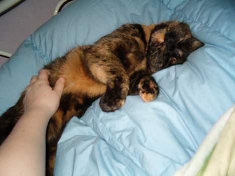 Blanding af racer Wilma - Ja hun er sørme rigtig kælen billede 4