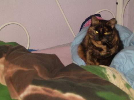 Blanding af racer Wilma - Hun er meget elegant her! billede 9