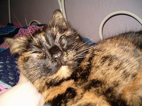 Blanding af racer Wilma - WOOPS! Hun skulle lige trille :) billede 10