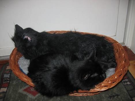 Blanding af racer Donna (død) - Donna billede 1