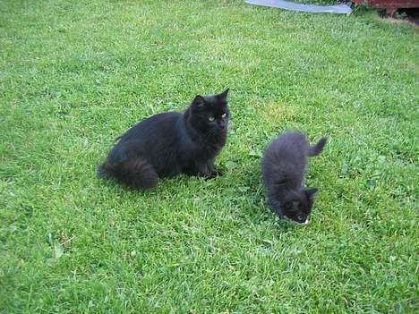 Blanding af racer Donna (død) - Donna med en av sine søte kattunger. billede 3