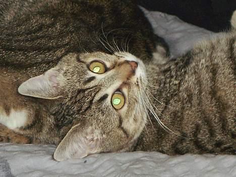 Blanding af racer O´Malley - Fotomodel..... billede 4