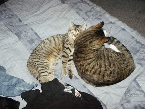 Blanding af racer O´Malley - Puttetid med storebror Tiger... billede 5