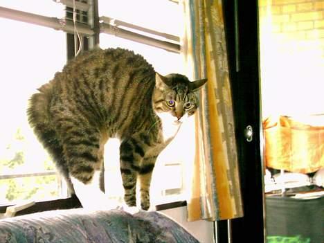 Blanding af racer Mister(død) - Første gang vi havde besøg af min venindes labrador.... billede 2