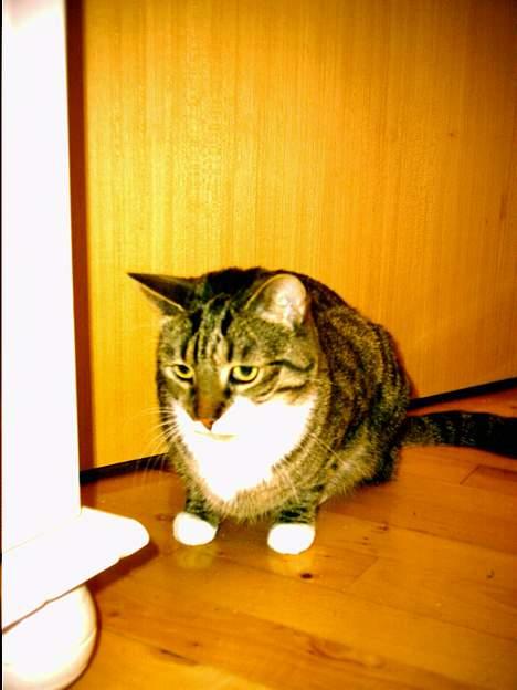 Blanding af racer Mister(død) - Ser efter mus.... billede 3