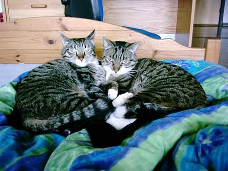 Blanding af racer Mister(død) - Putter med brormand... billede 4