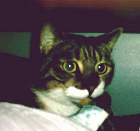 Blanding af racer Mister(død) - Lige vågnet efter en middagslur i mit tøjskab... billede 5