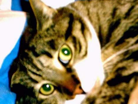 Blanding af racer Mister(død) - Lad mig være.... Kan du ikke se jeg prøver at sove... billede 6