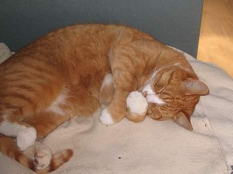 Blanding af racer Tarzan billede 4