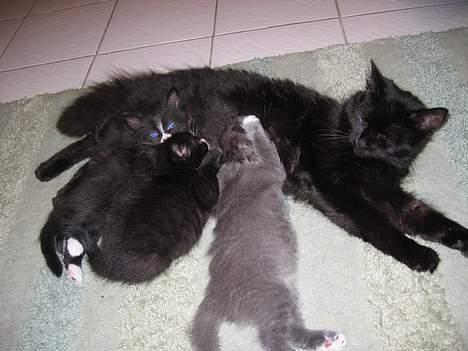 Blanding af racer Donna (død) - Her er Donna med sine 3 kattunger. billede 4