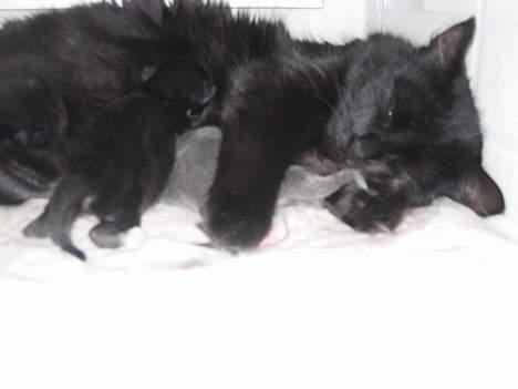 Blanding af racer Donna (død) - Donna gjir sine 3 nydelige kattunger mat. billede 5