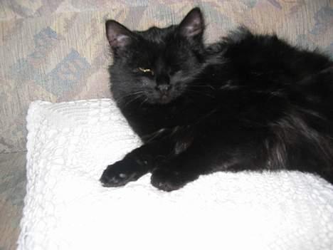 Blanding af racer Donna (død) - Her ligger Donna i sofaen vår.... billede 6