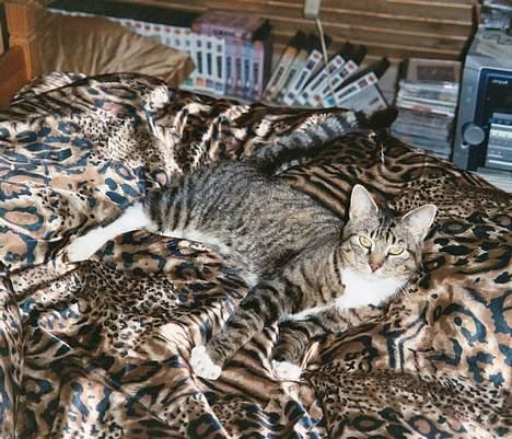 Blanding af racer Misha † billede 8