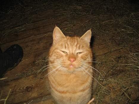 Blanding af racer stallpusen billede 9