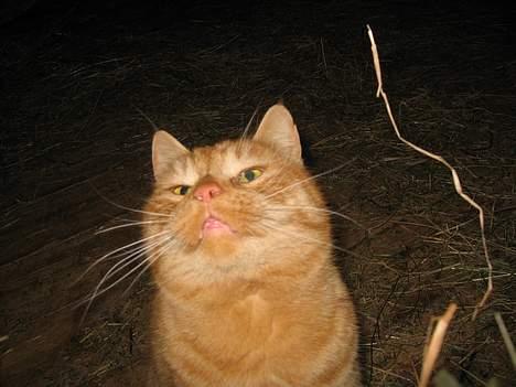 Blanding af racer stallpusen billede 10