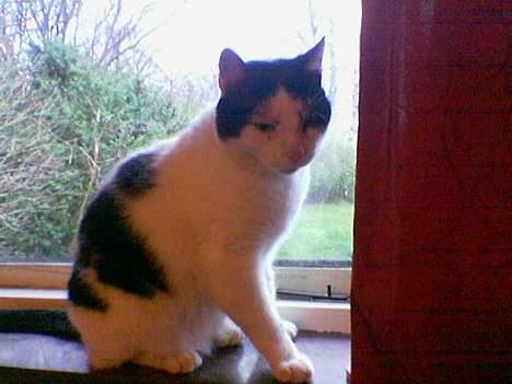 Blanding af racer cleo - mor jeg vil gerne ud men kan du så ikke tænde for varmen. billede 1