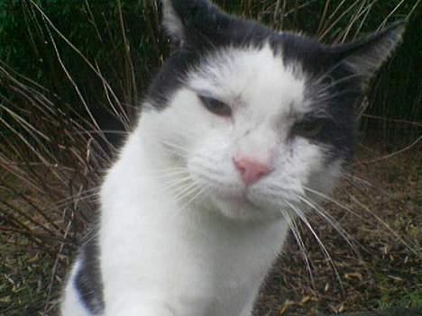 Blanding af racer cleo - hvad er det du har der. billede 2