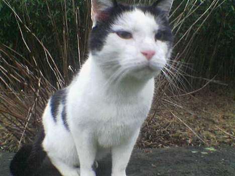 Blanding af racer cleo - den ser underlig ud den tingest, billede 3