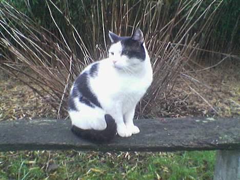 Blanding af racer cleo - så kan det også være ligemeget, så interessant er du heller ikke mor. billede 4