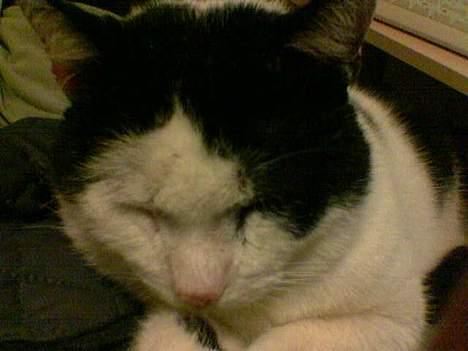 Blanding af racer cleo - zzzzzzzzzzzzzzzzzzzzZZZZZZZZZZZZZzzzzzzzzzz billede 5