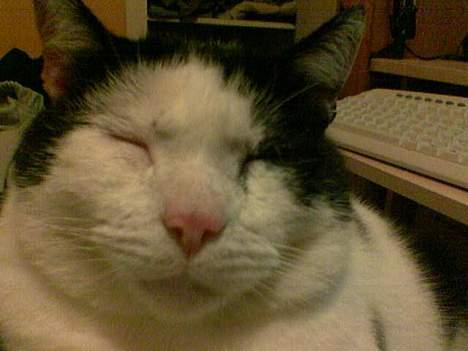 Blanding af racer cleo - åhh mor jeg sov lige så godt. billede 6