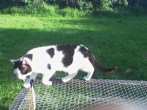 Blanding af racer cleo - er i der alle sammen, cleo passer rigtig godt på sine små kaninvenner. billede 7