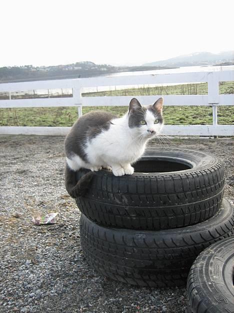 Blanding af racer bollis - bollis=) billede 1