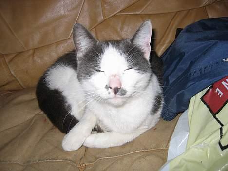 Blanding af racer bollis - bollis!! billede 2